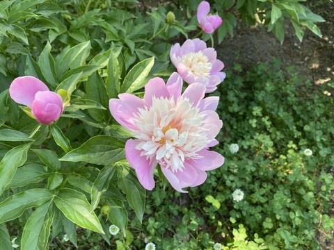 芍藥