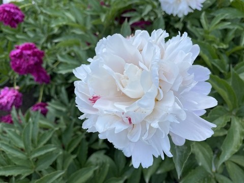 芍藥