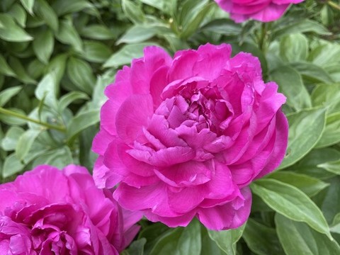 芍藥