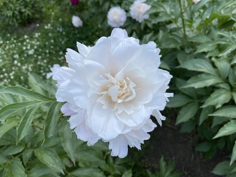 芍藥花