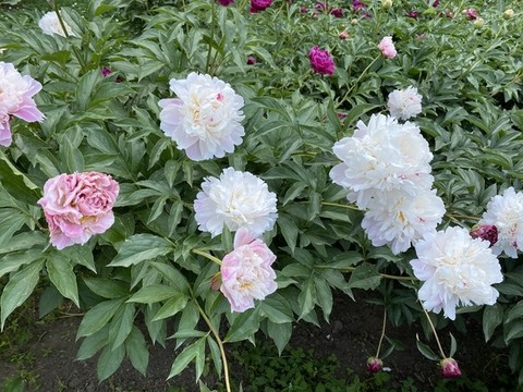 芍藥花