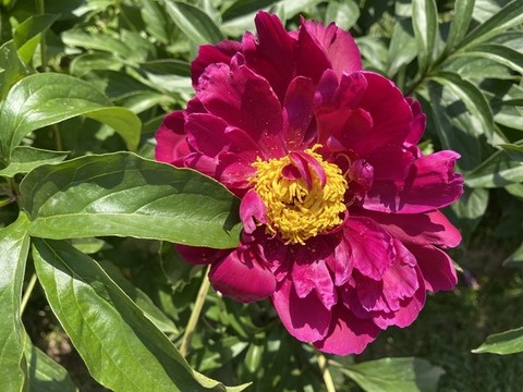 芍藥