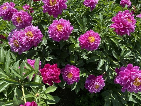 芍藥