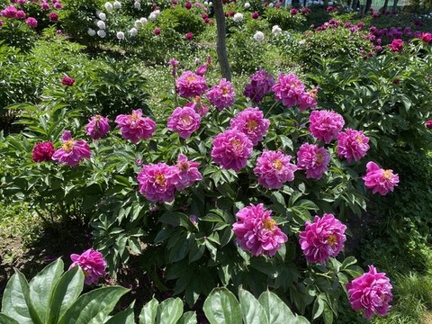 芍藥花