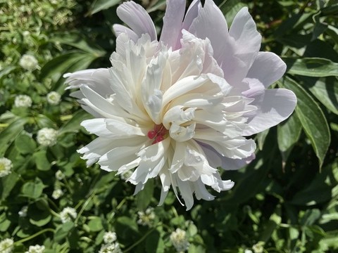 芍藥