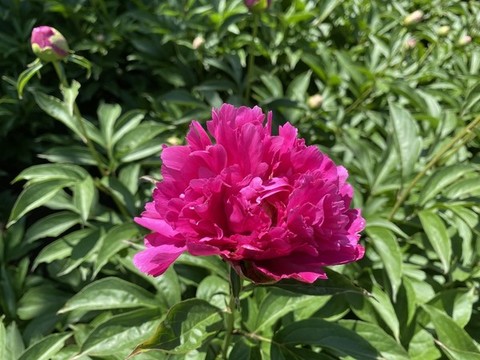 芍藥花