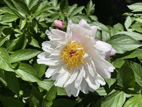 芍藥花