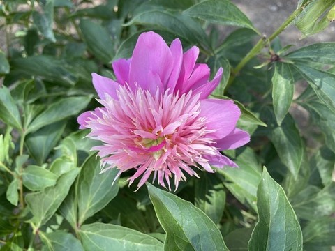 芍藥
