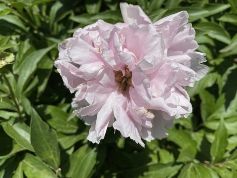 芍藥花