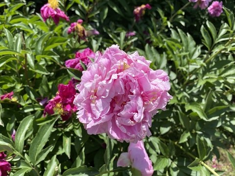 芍藥