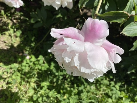 芍藥