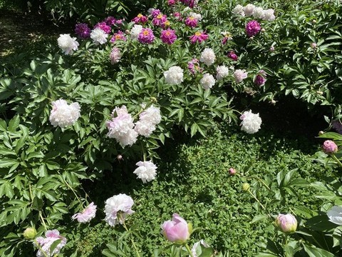 芍藥