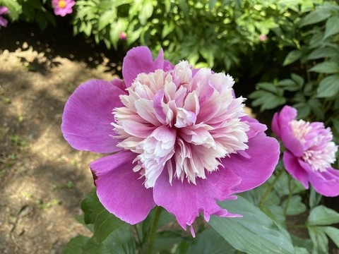 芍藥
