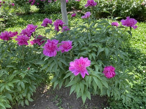 芍藥