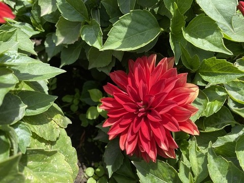 東洋菊