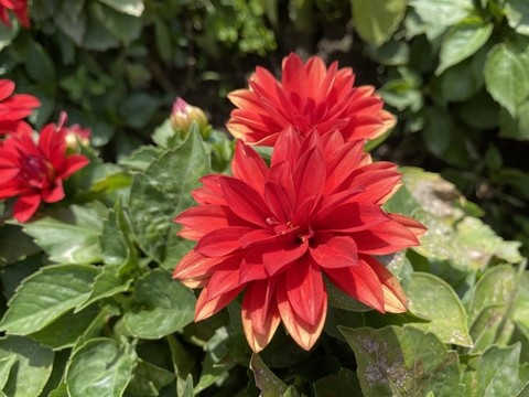 東洋菊