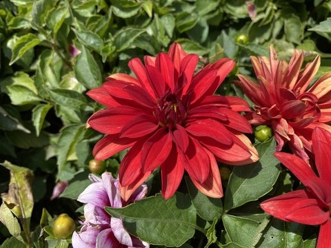 東洋菊