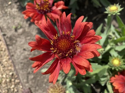 天人菊