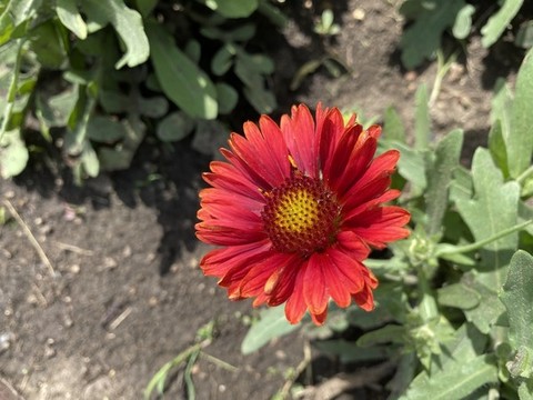 天人菊