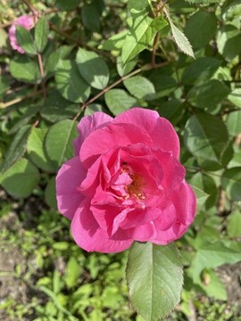 月季花