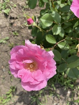 月季花
