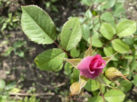 月季花
