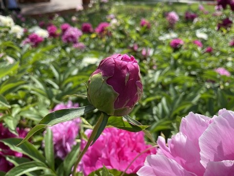 芍藥