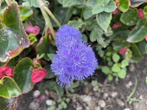藿香薊