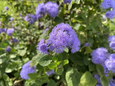 藿香薊
