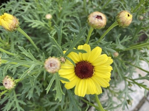花環(huán)菊