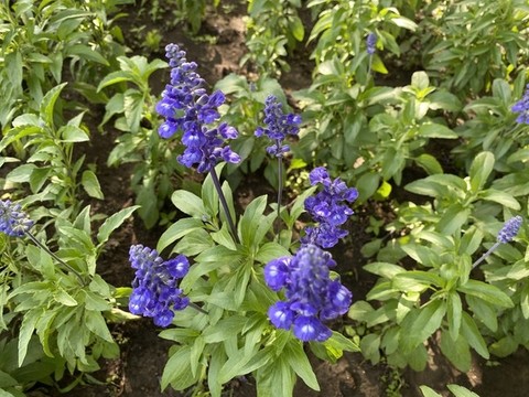 藍(lán)花鼠尾草
