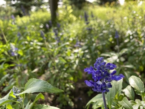 藍(lán)花鼠尾草