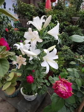百合花大圖