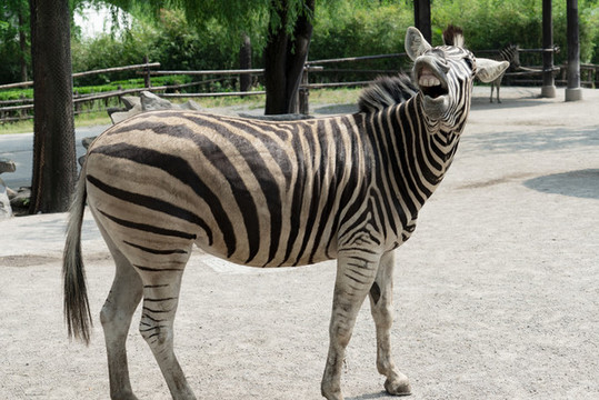 野生動(dòng)物園的斑馬