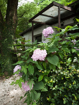 繡球花