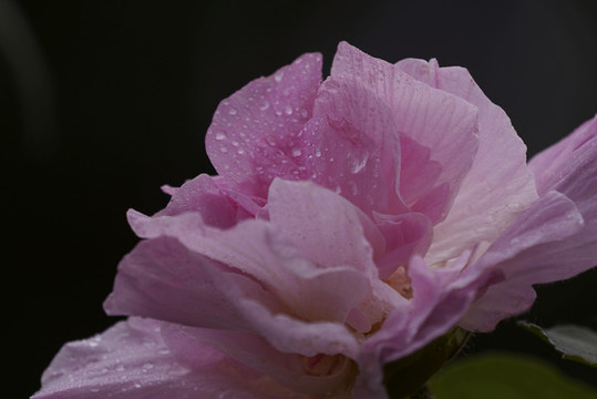 芙蓉花