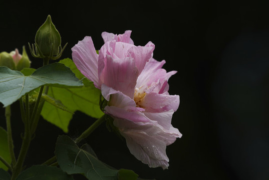 芙蓉花