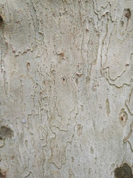 樹(shù)皮