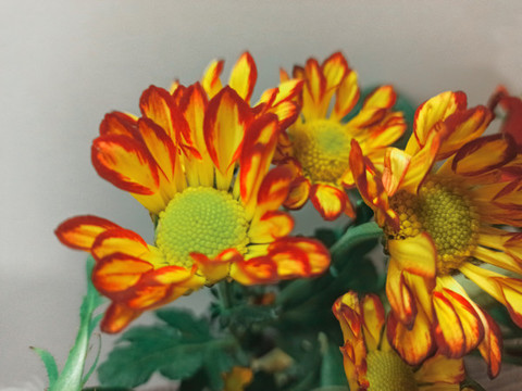 雛菊
