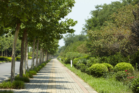 林蔭路