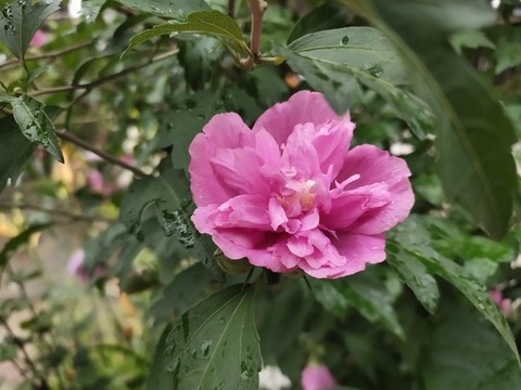 雨后的木槿花