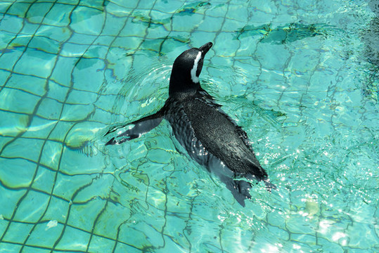 野生動物園游泳的企鵝