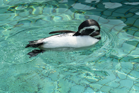 野生動(dòng)物園游泳的企鵝