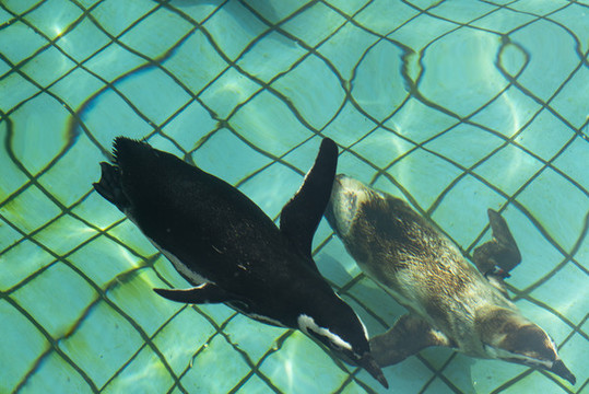 野生動物園游泳的企鵝