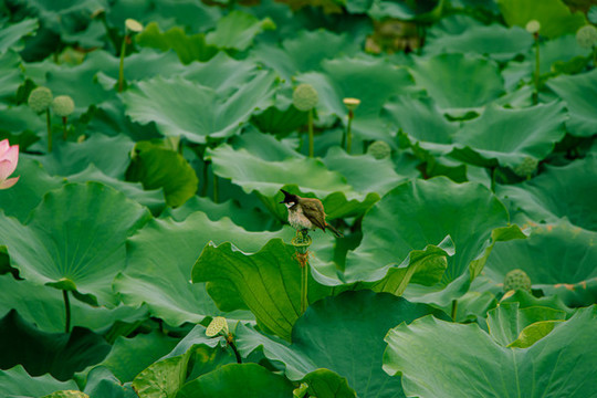 惠州西湖荷花池上的小鸟