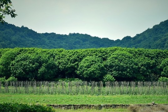 田園