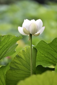 白色荷花