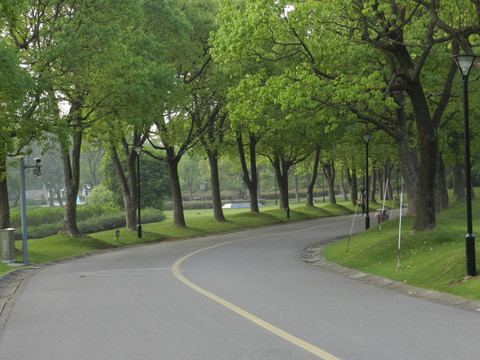 綠樹(shù)林