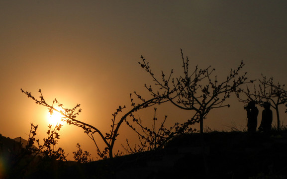 夕陽下的桃花