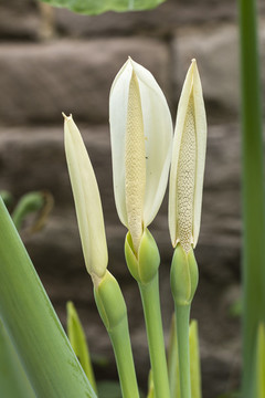 大野芋花與花蕾